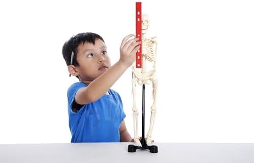 100 Pack Rulers Bulk for Classroom Kids | 12 Inch Rulers with Imperial (US Inches) and Metric (CM/Millimeter) Measure for Teachers, Students